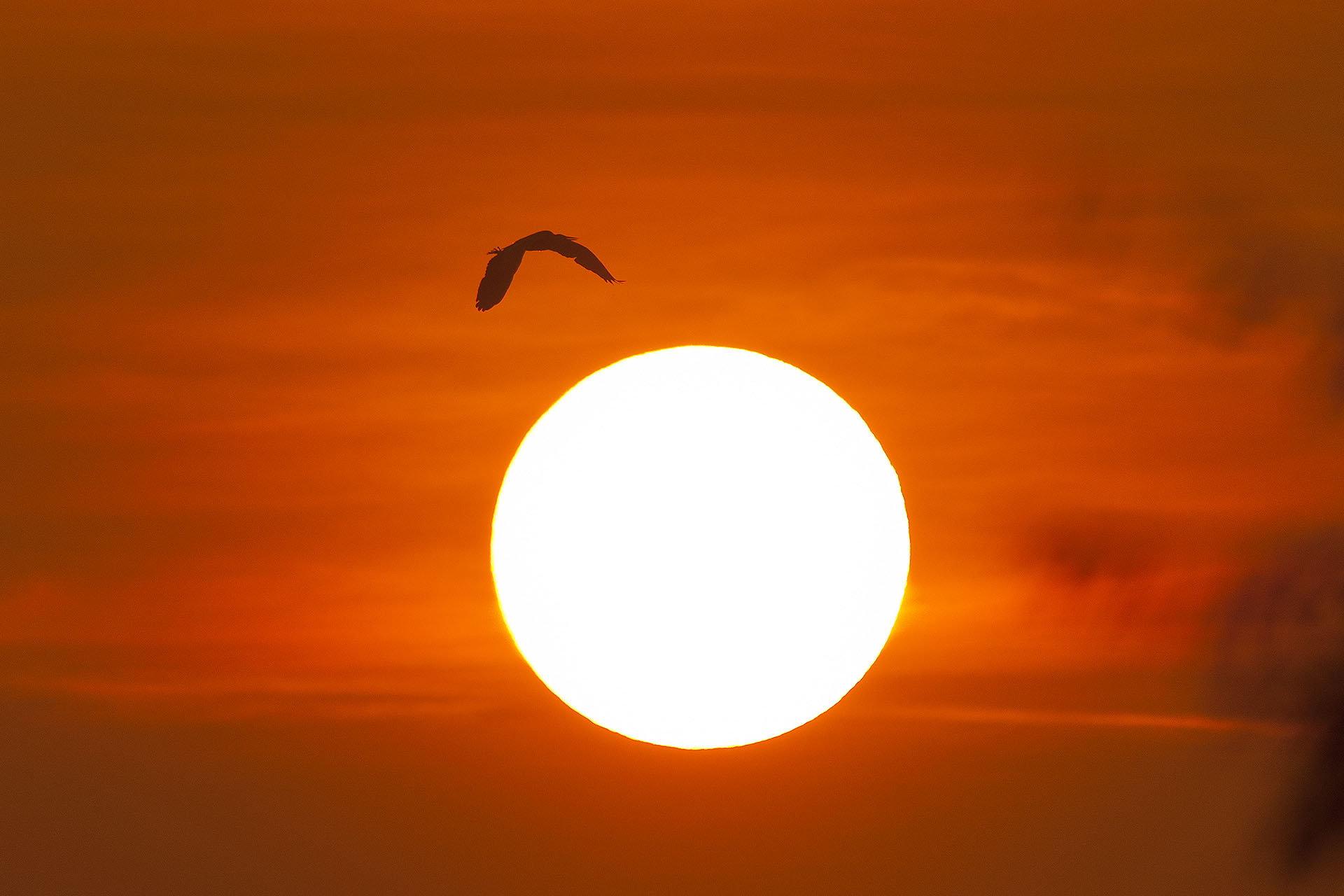 Czapla siwa, wsch�d s�o�ca nad Bugiem XII 2011